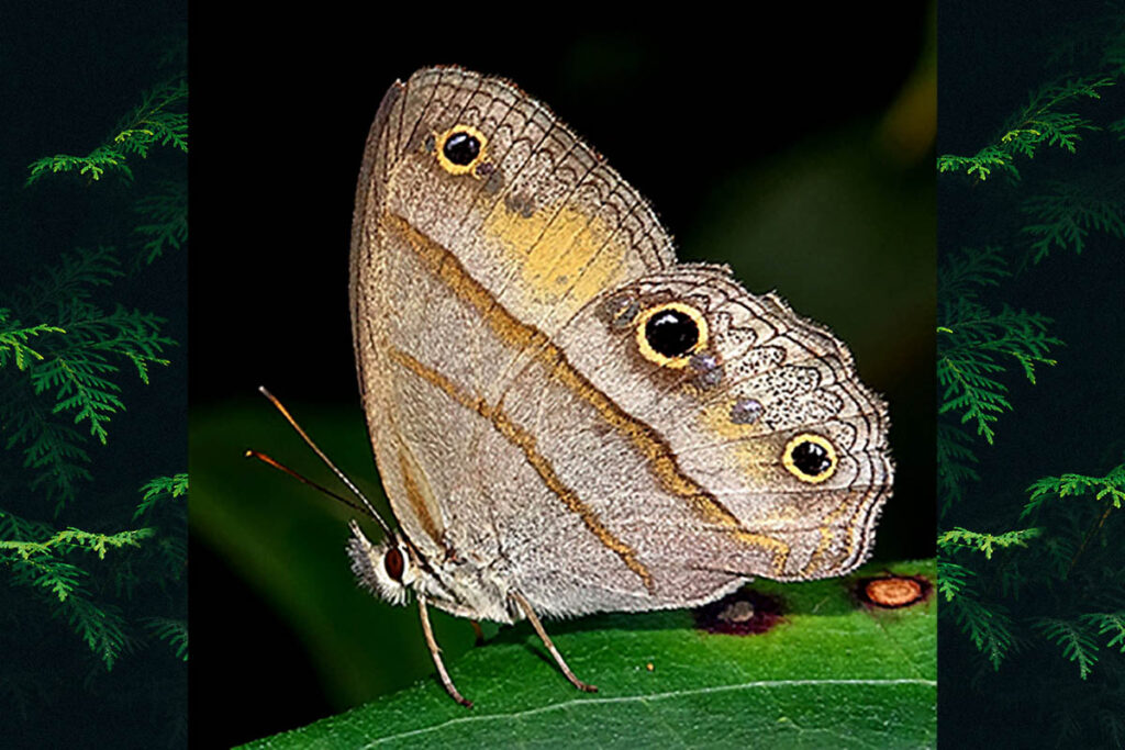 Cissia penelope