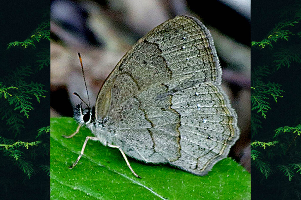 Cissia phronius