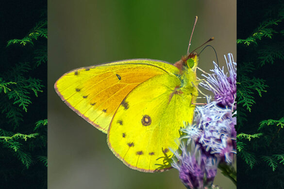 Colias lesbia lesbia