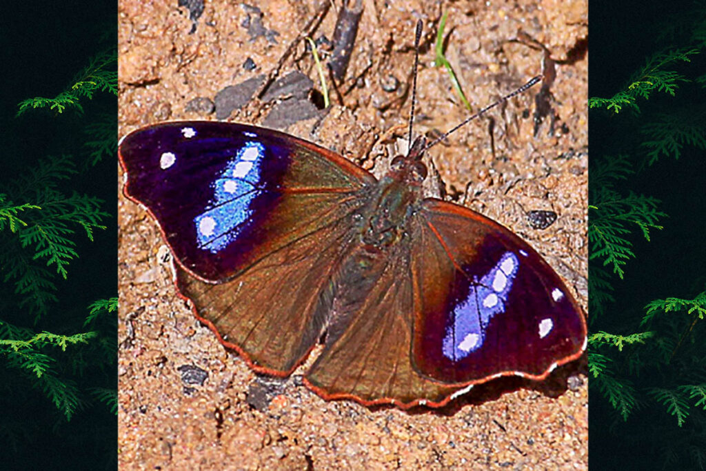 Cybdelis phaesyla