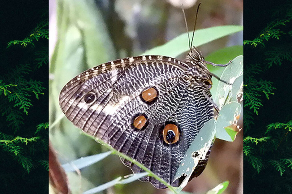 Dasyophthalma creusa creusa