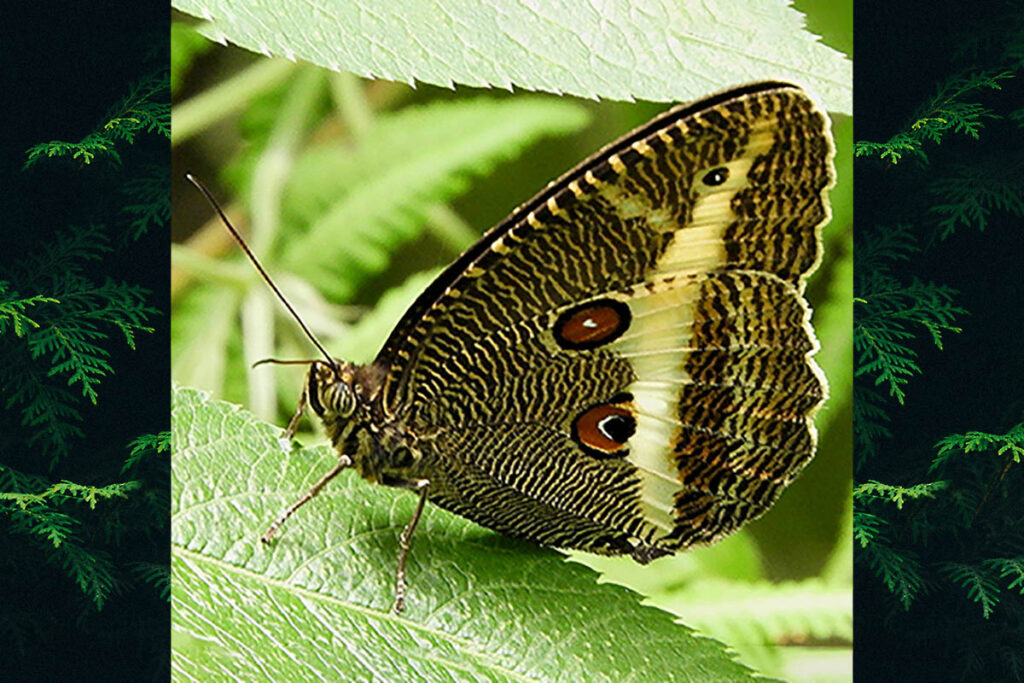 Dasyophthalma rusina principesa