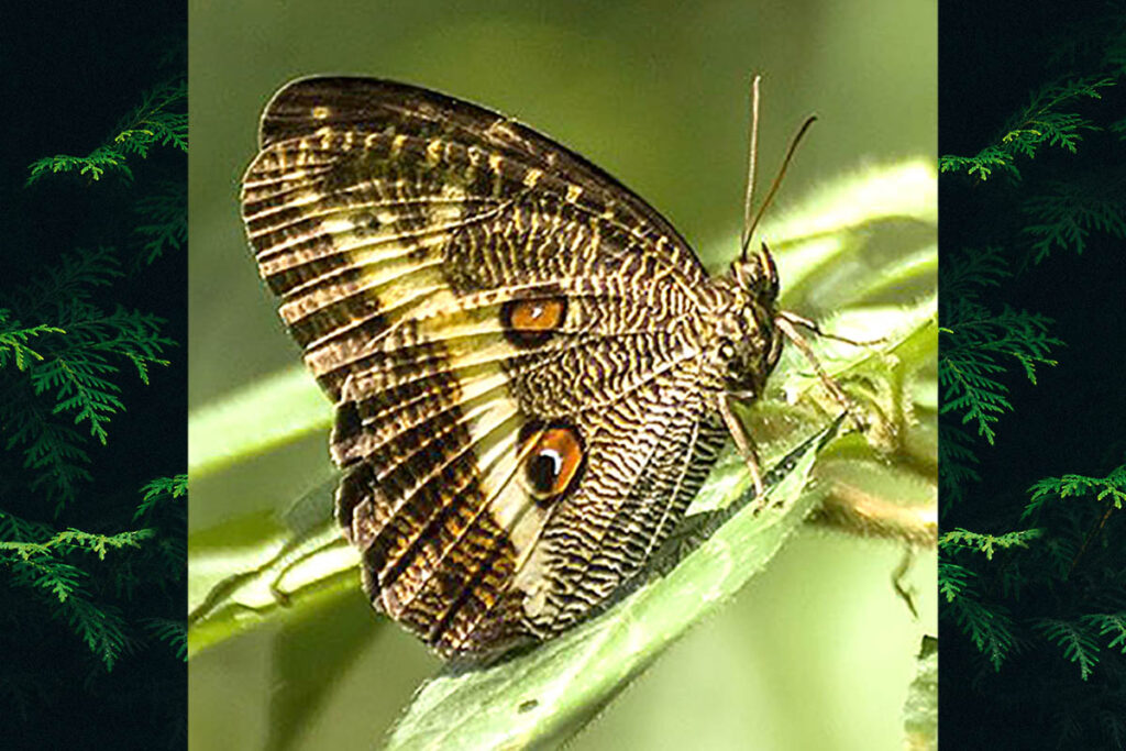 Dasyophthalma rusina rusina