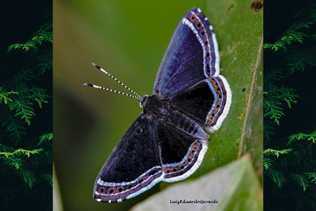 Detritivora cleonus