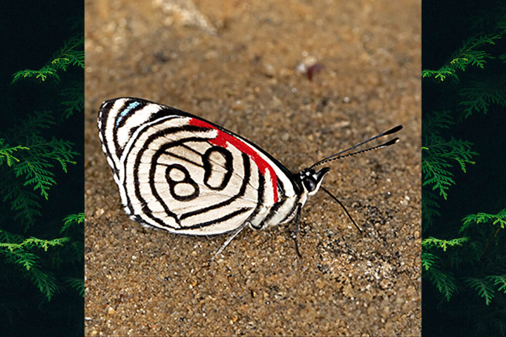 Diaethria candrena candrena