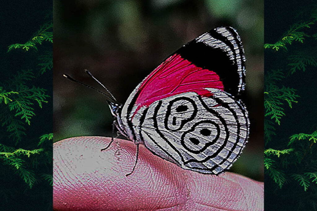 Diaethria clymena meridionalis