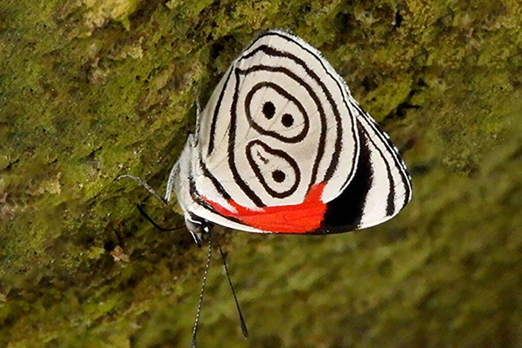 Diaethria eluina eluina