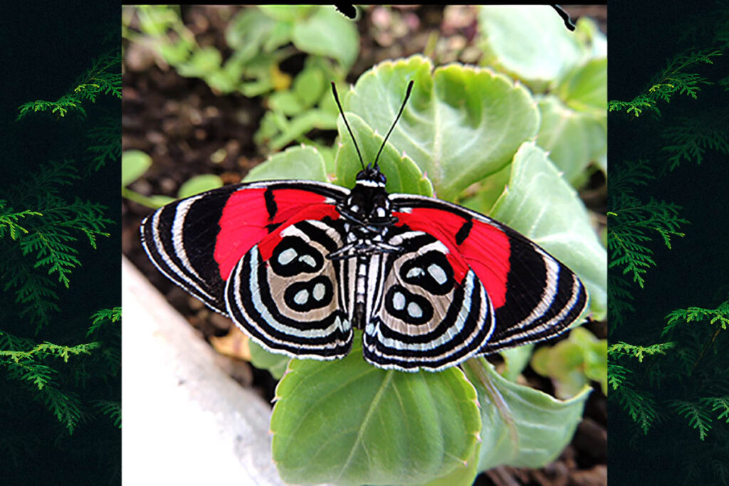 Diaethria kolyma kolyma