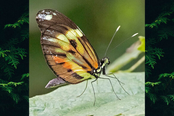 Dismorphia amphione astynome