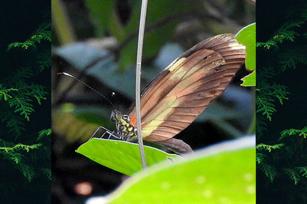 Dismorphia astyocha