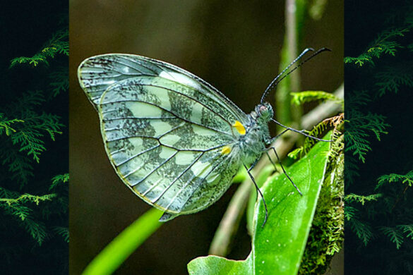 Dismorphia crisia crisia