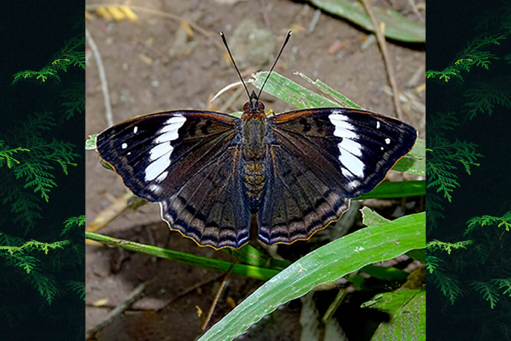 Doxocopa agathina agathina 1