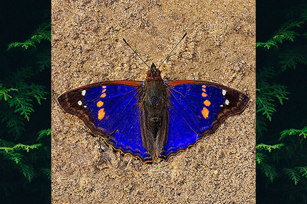 Doxocopa agathina vacuna 2