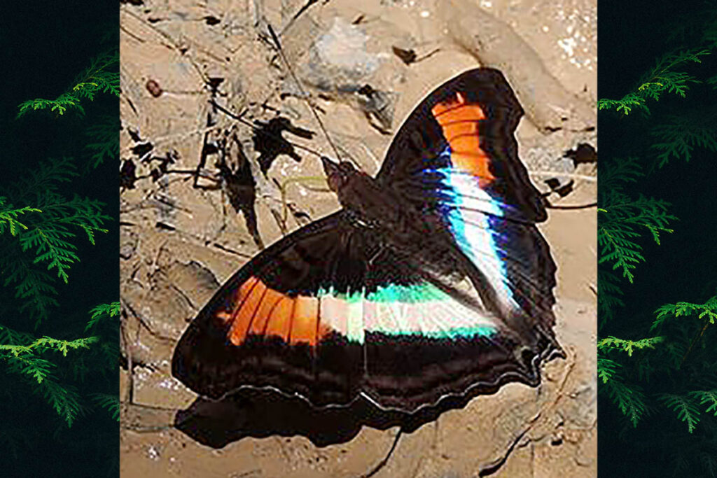 Doxocopa lavinia lavinia
