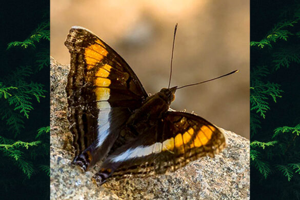 Doxocopa linda mileta 1