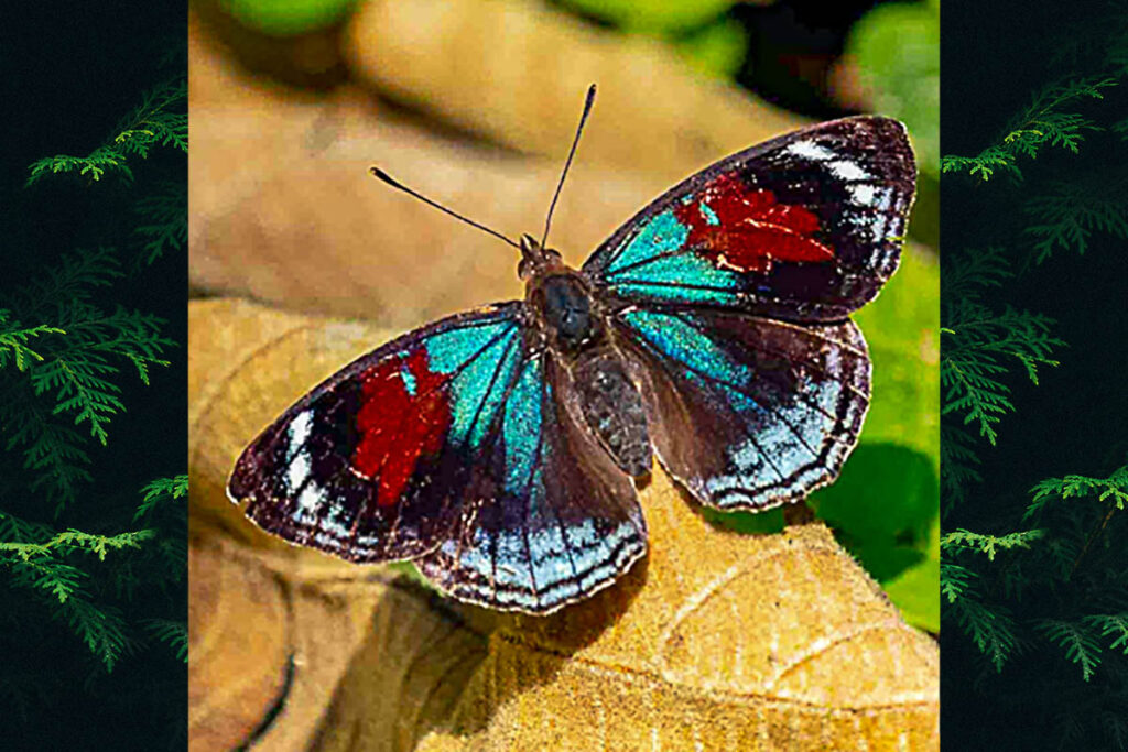 Doxocopa zunilda zunilda