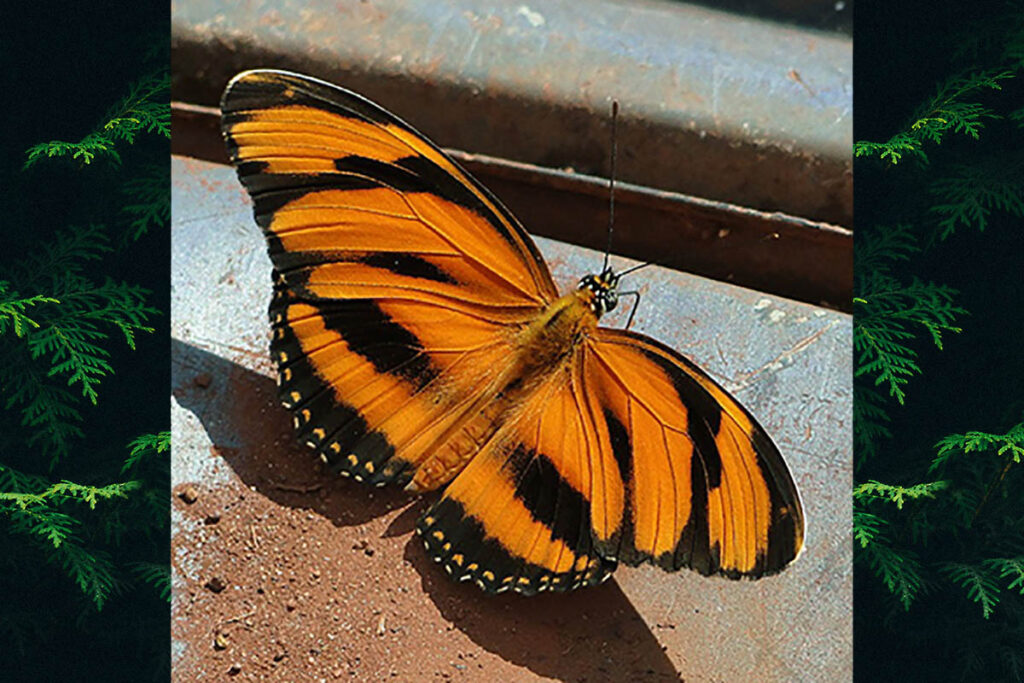 Dryadula phaetusa