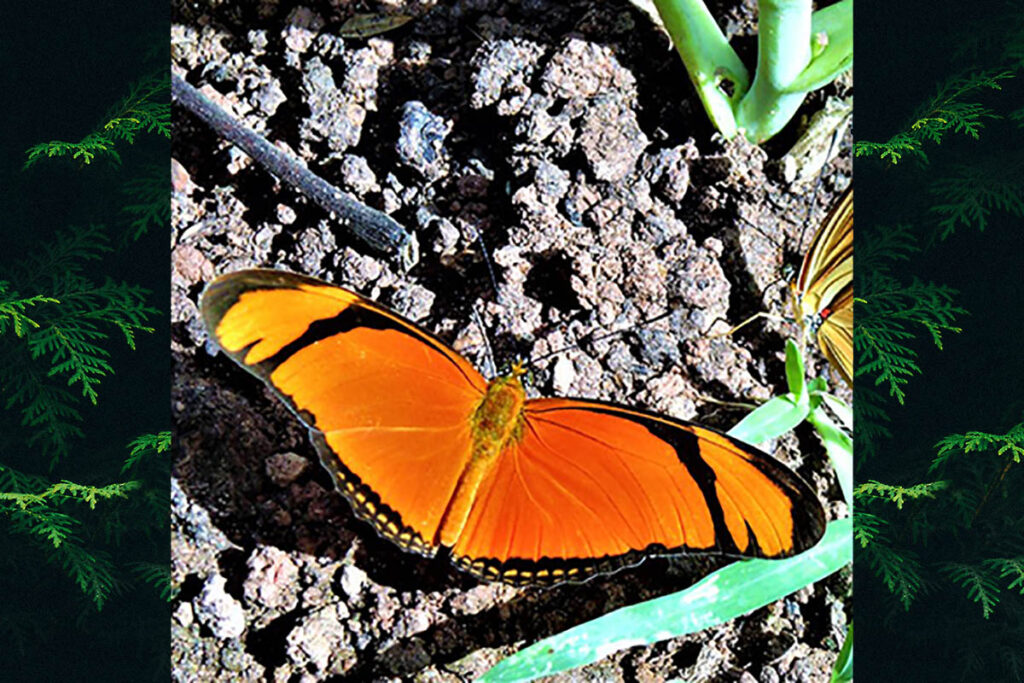 Dryas alcionea alcionea