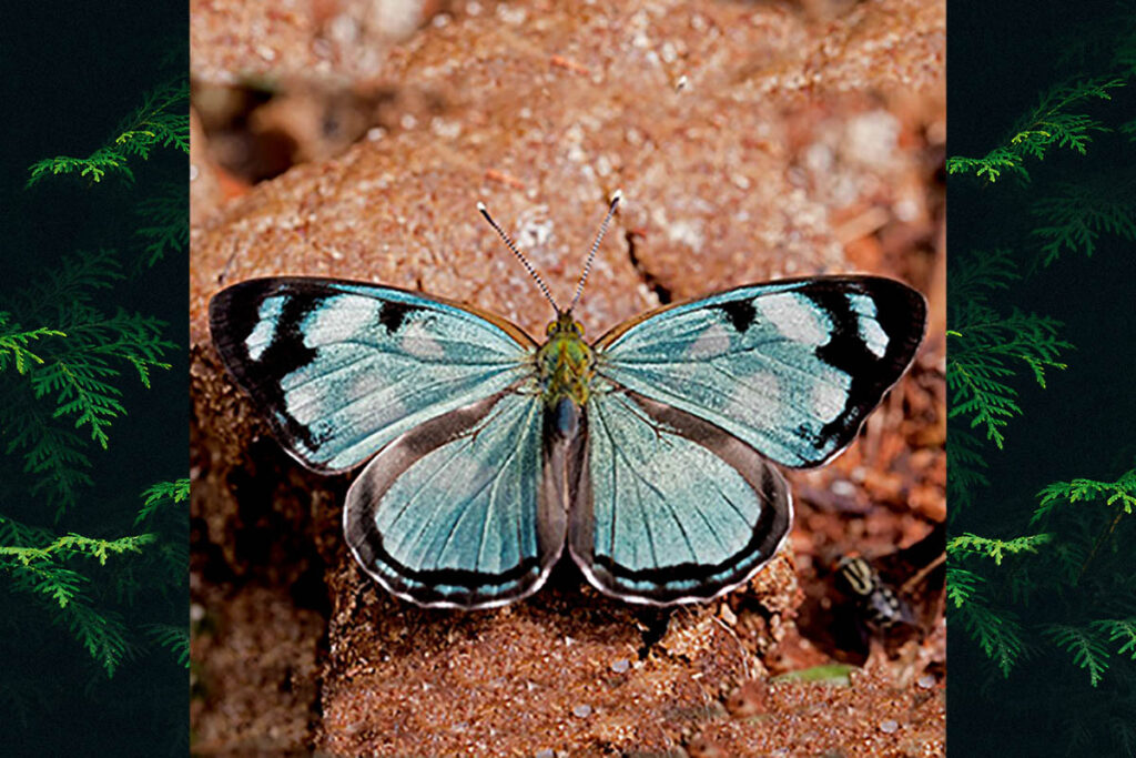 Dynamine aerata aerata