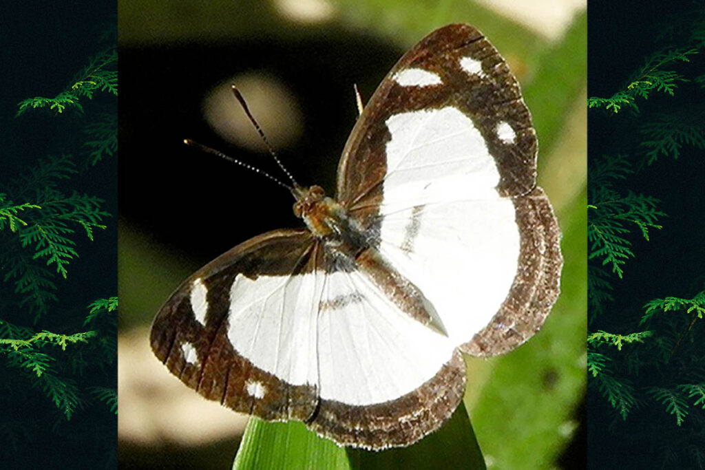 Dynamine athemon athemaena