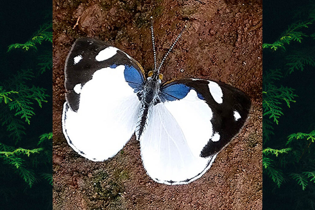 Dynamine coenus coenus