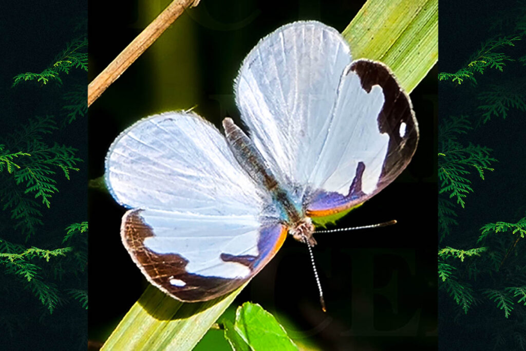 Dynamine myrrhina