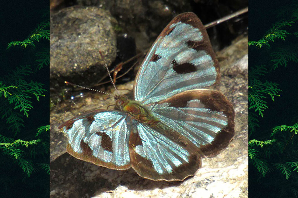Dynamine postverta postverta
