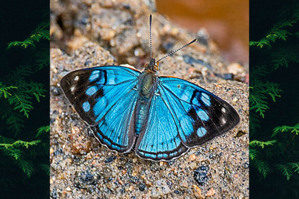 Dynamine tithia tithia
