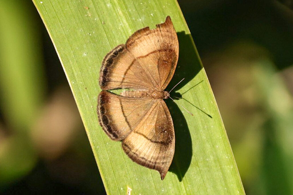 Ectosemia acuta