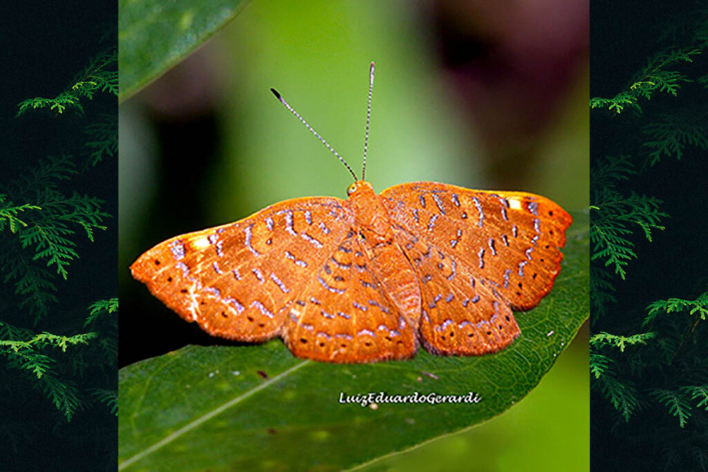 Emesis cerea cronina
