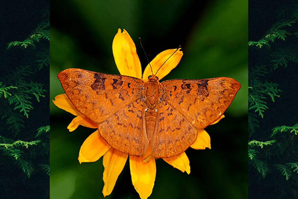 Emesis diogenia
