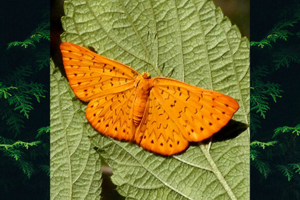 Emesis fatimella fatimella