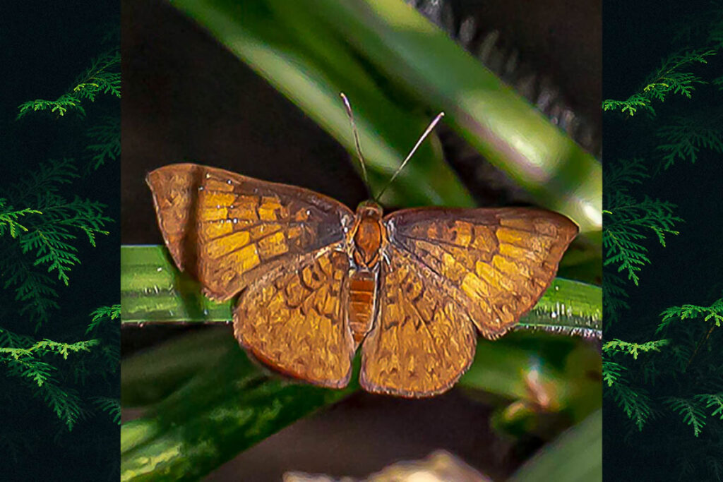 Emesis lupina melancholica