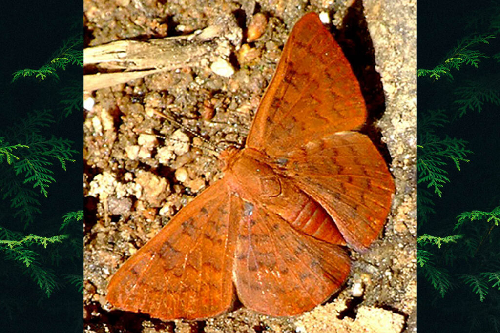 Emesis mandana mandana