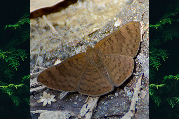 Emesis ocypore zelotes