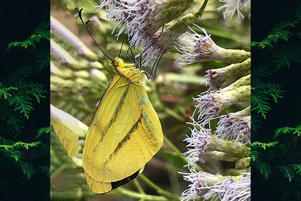 Enantia clarissa