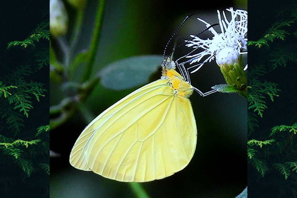 Enantia limnorina