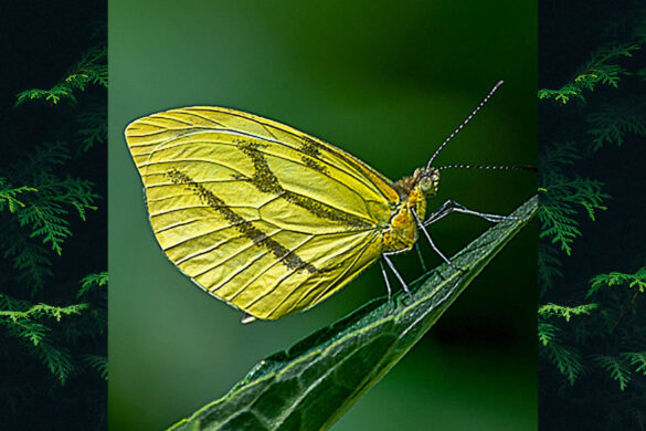 Enantia lina psamathe