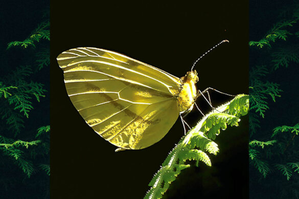 Enantia melite melite