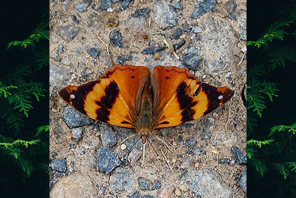 Epiphile hubneri