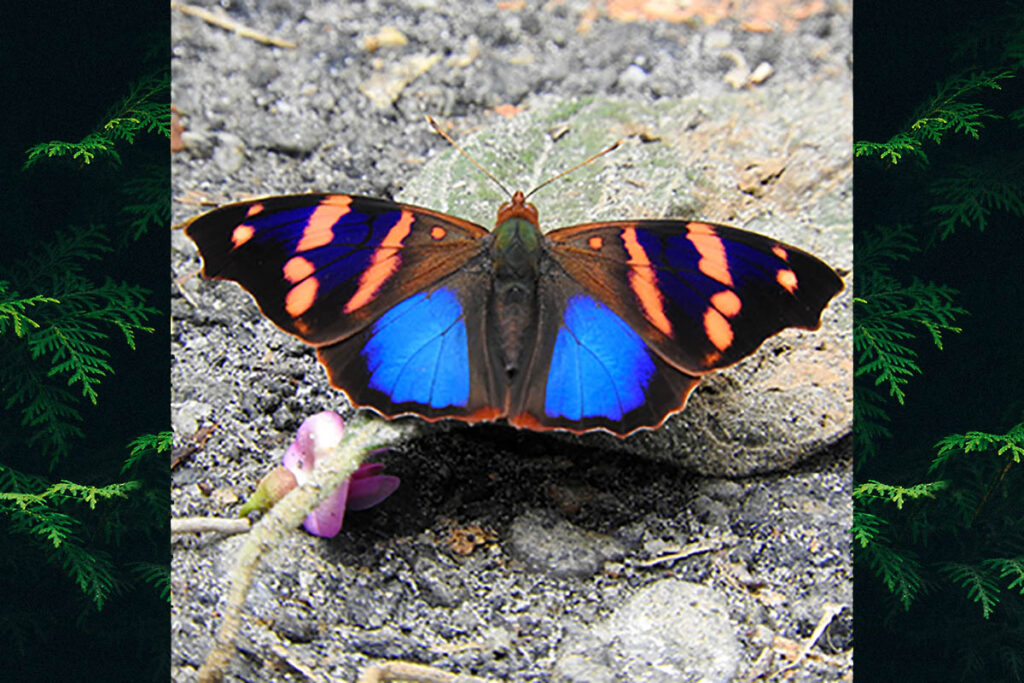 Epiphile orea orea
