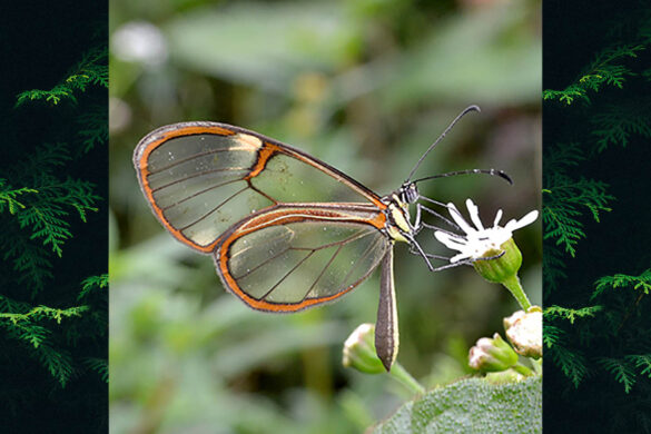 Episcada hymenaea hymenaea