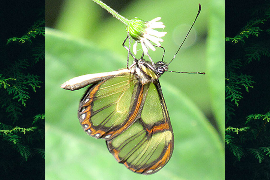 Episcada philoclea