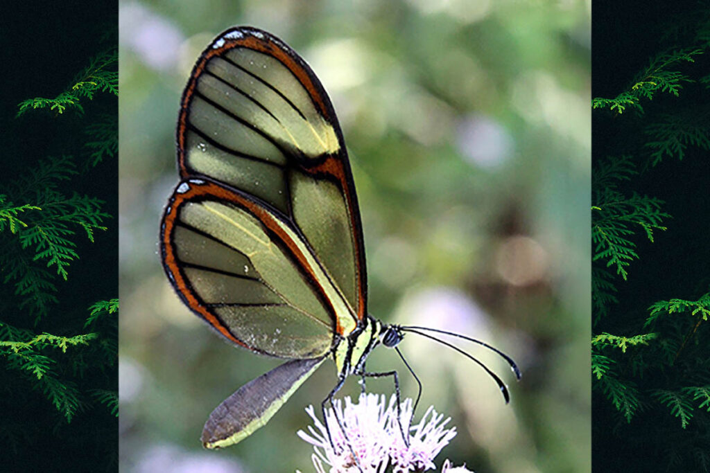 Episcada striposis