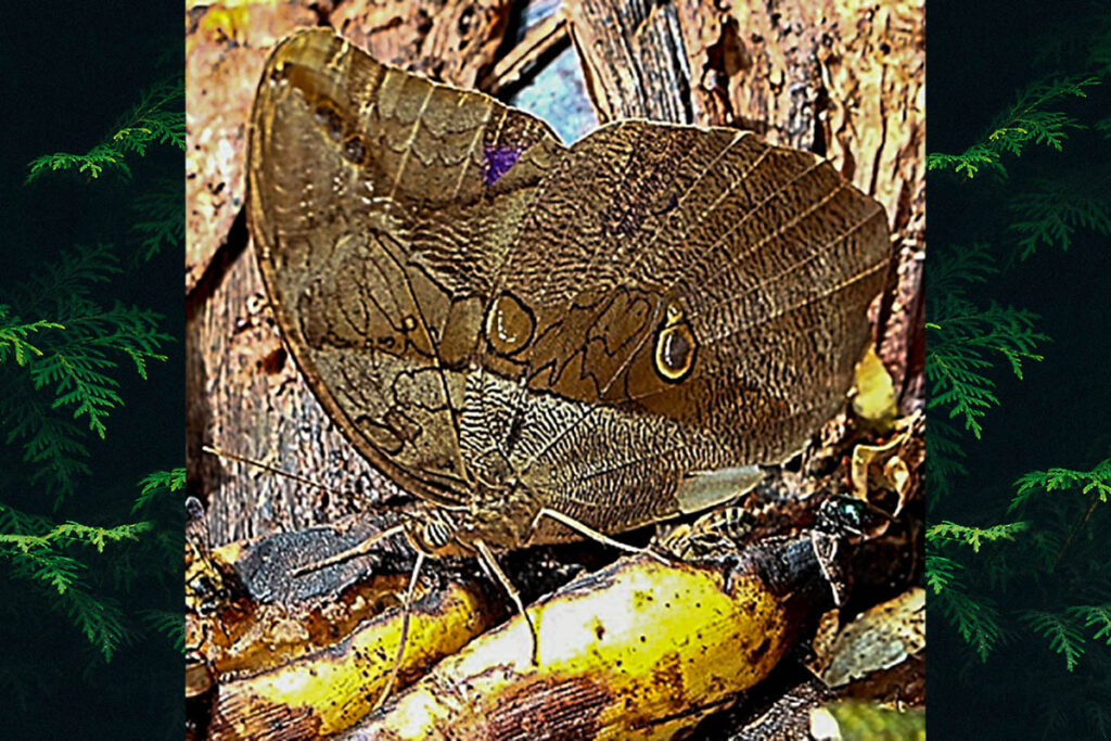 Eryphanis automedon amphimedon