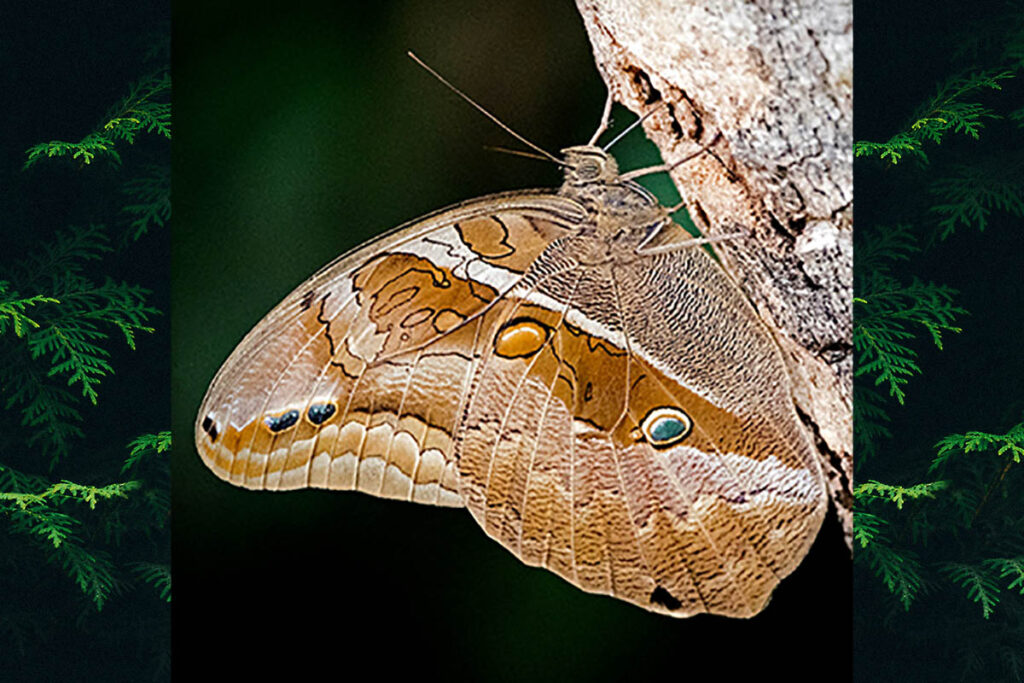 Eryphanis reevesii