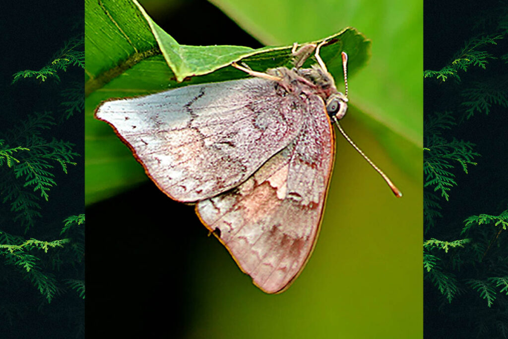 Erythia thucydides thucydides 1