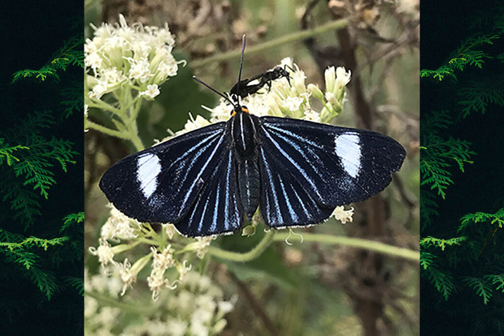 Esthemopsis pherephatte teras
