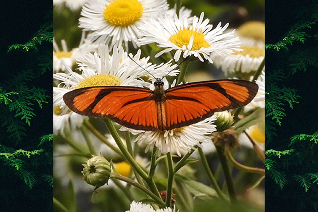 Eueides aliphera aliphera