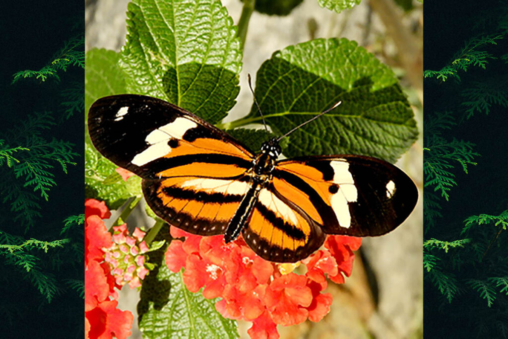 Eueides isabella dianasa
